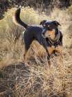 Australian Kelpie dog. Art Print